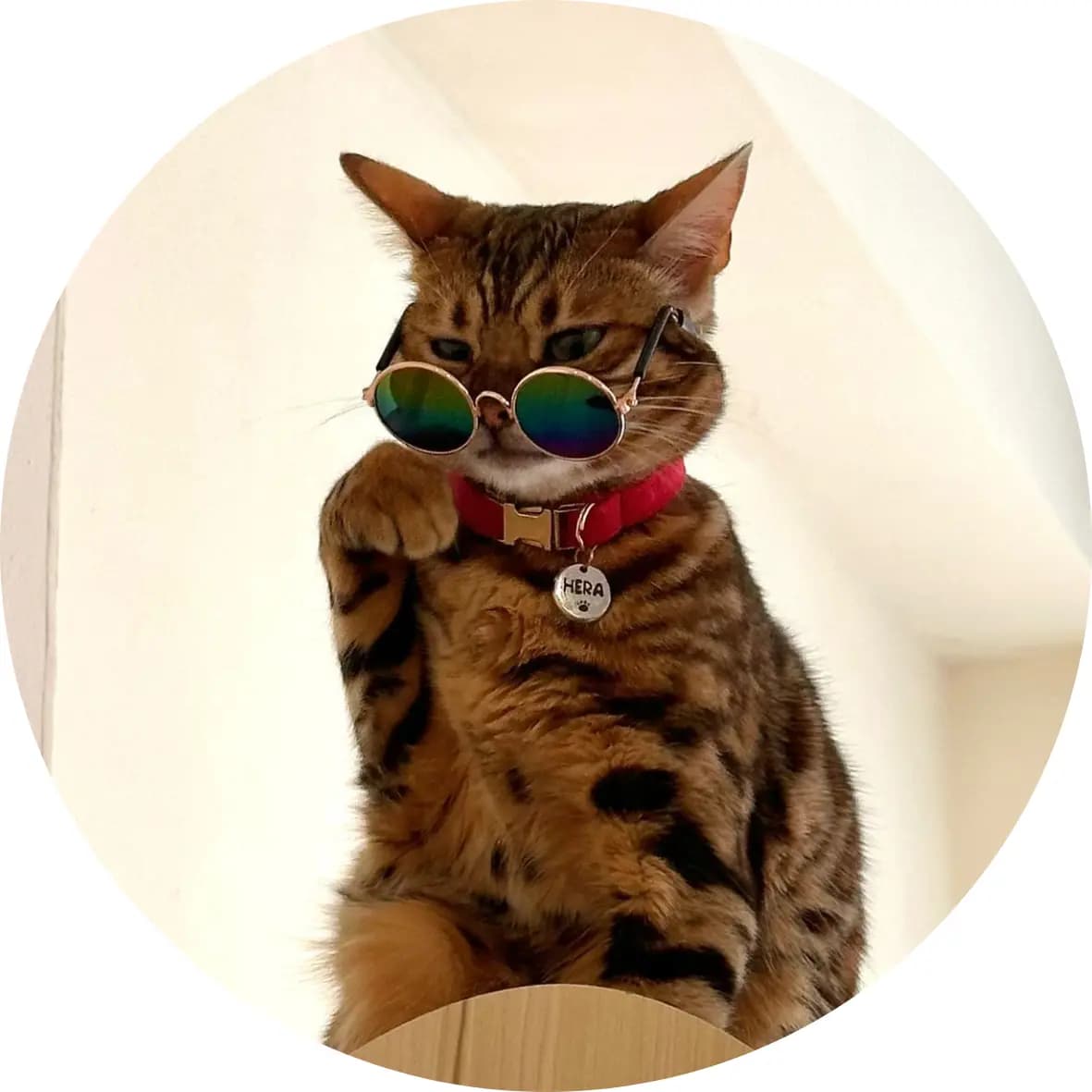 Cat care