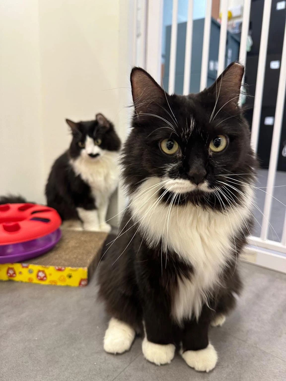 Cat care