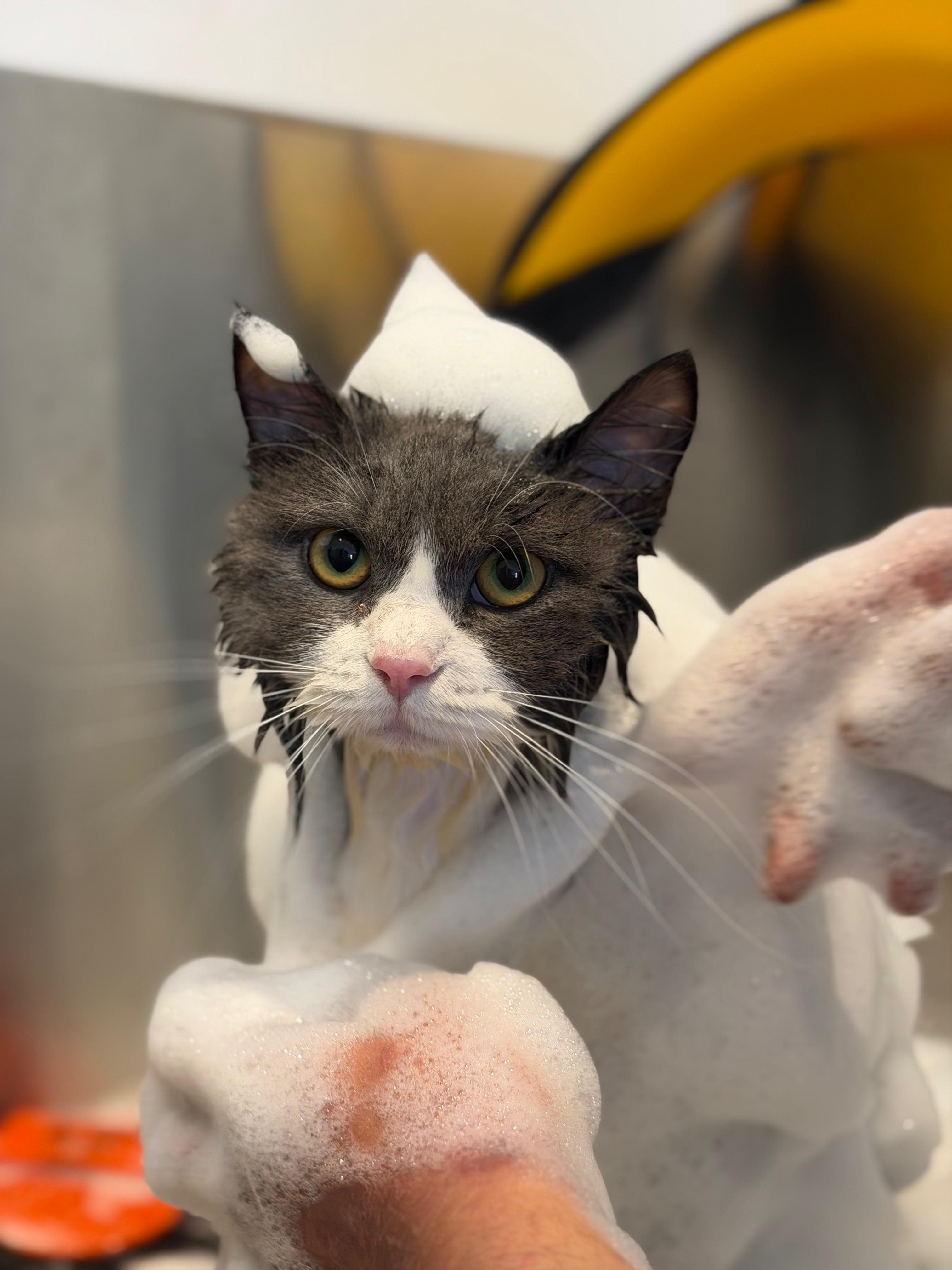 Tuxedo cat getting a gentle shampoo