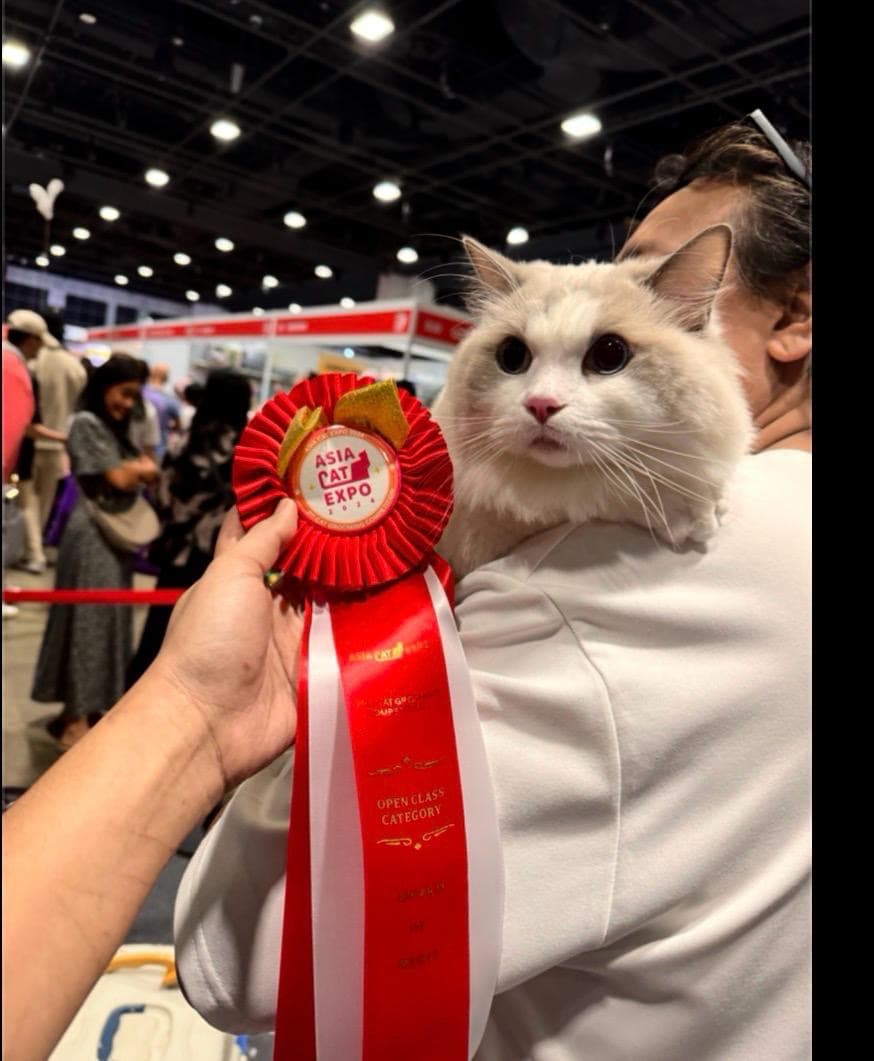Asia Cat Expo Open Class Category winner