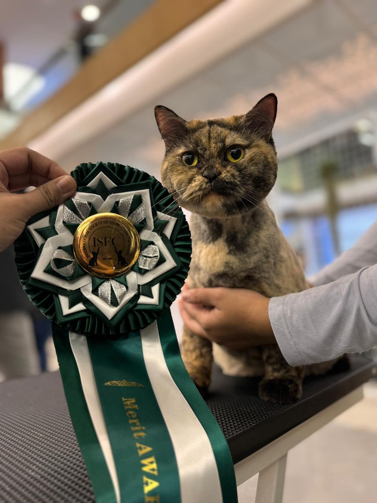ISFC Merit Award with beautifully groomed cat