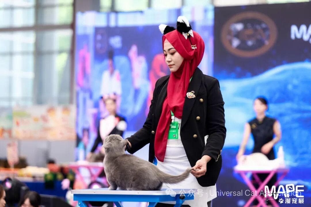 Cat styling at MAPE competition