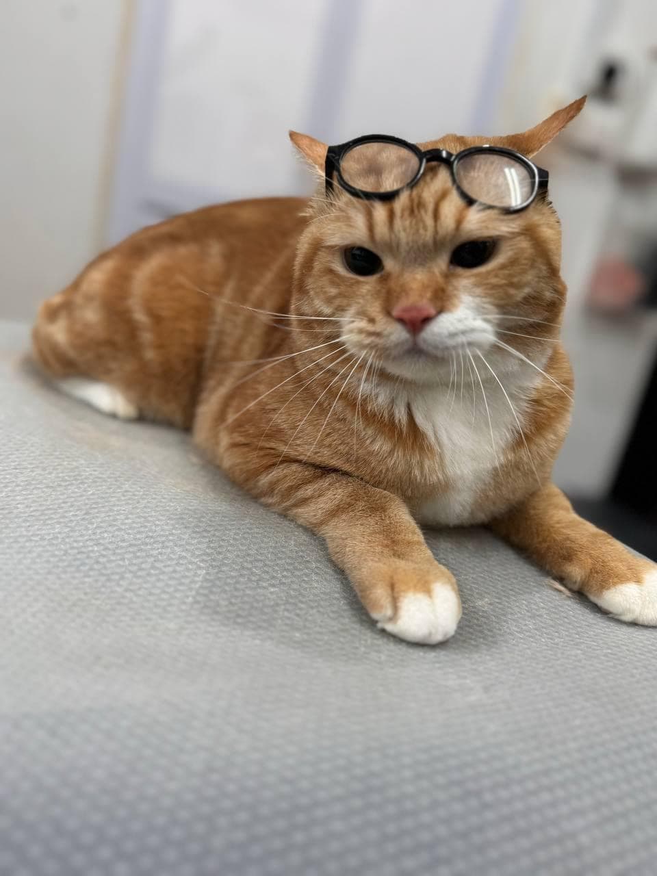 Orange cat with glasses posing after groom