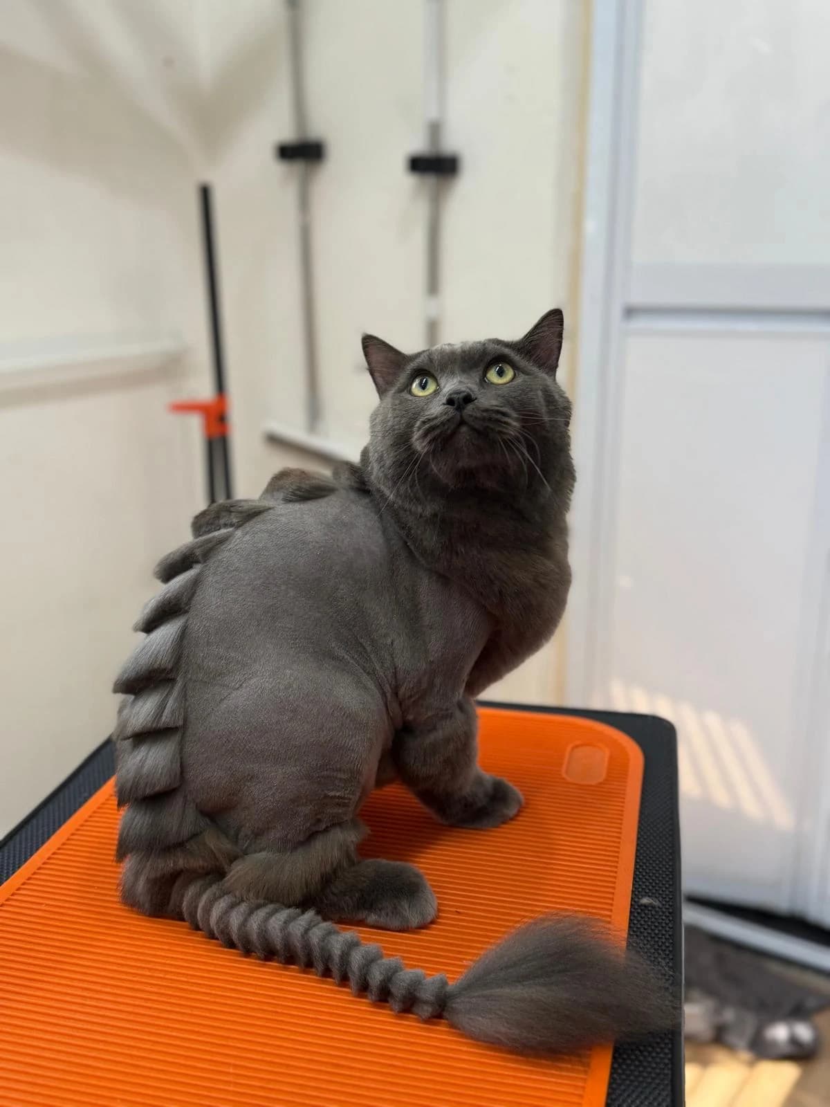 Dragon cut creative styling