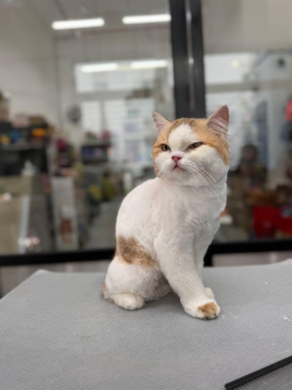 Perfectly groomed calico British Shorthair