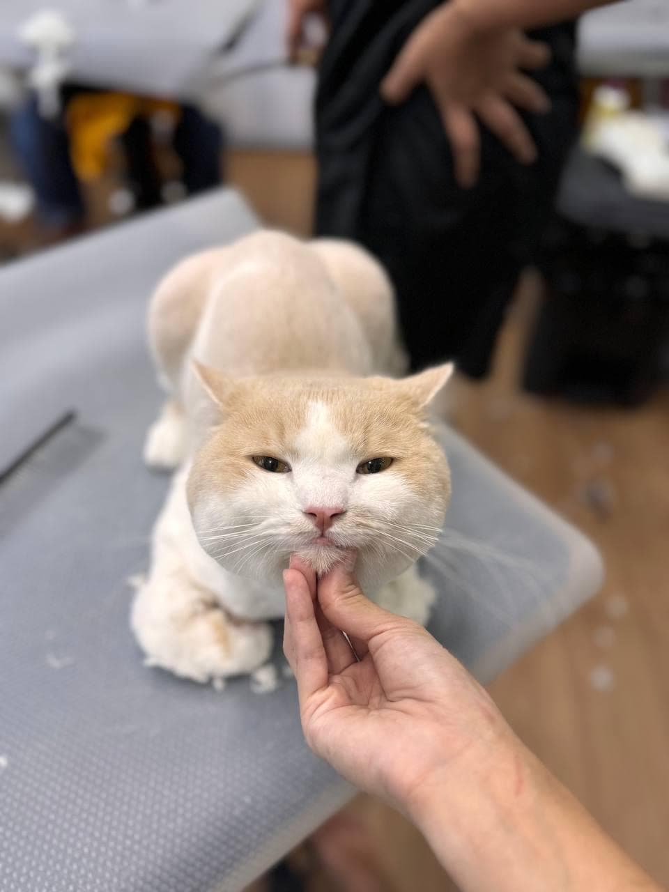 Cream British Shorthair freshly groomed