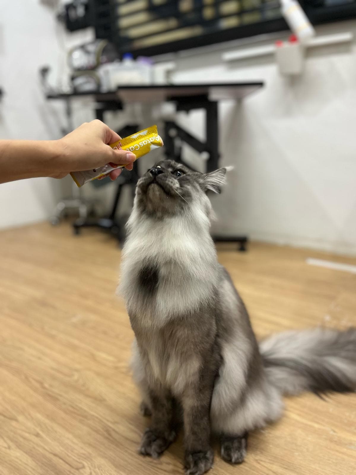 Happy ragdoll enjoying a treat after grooming