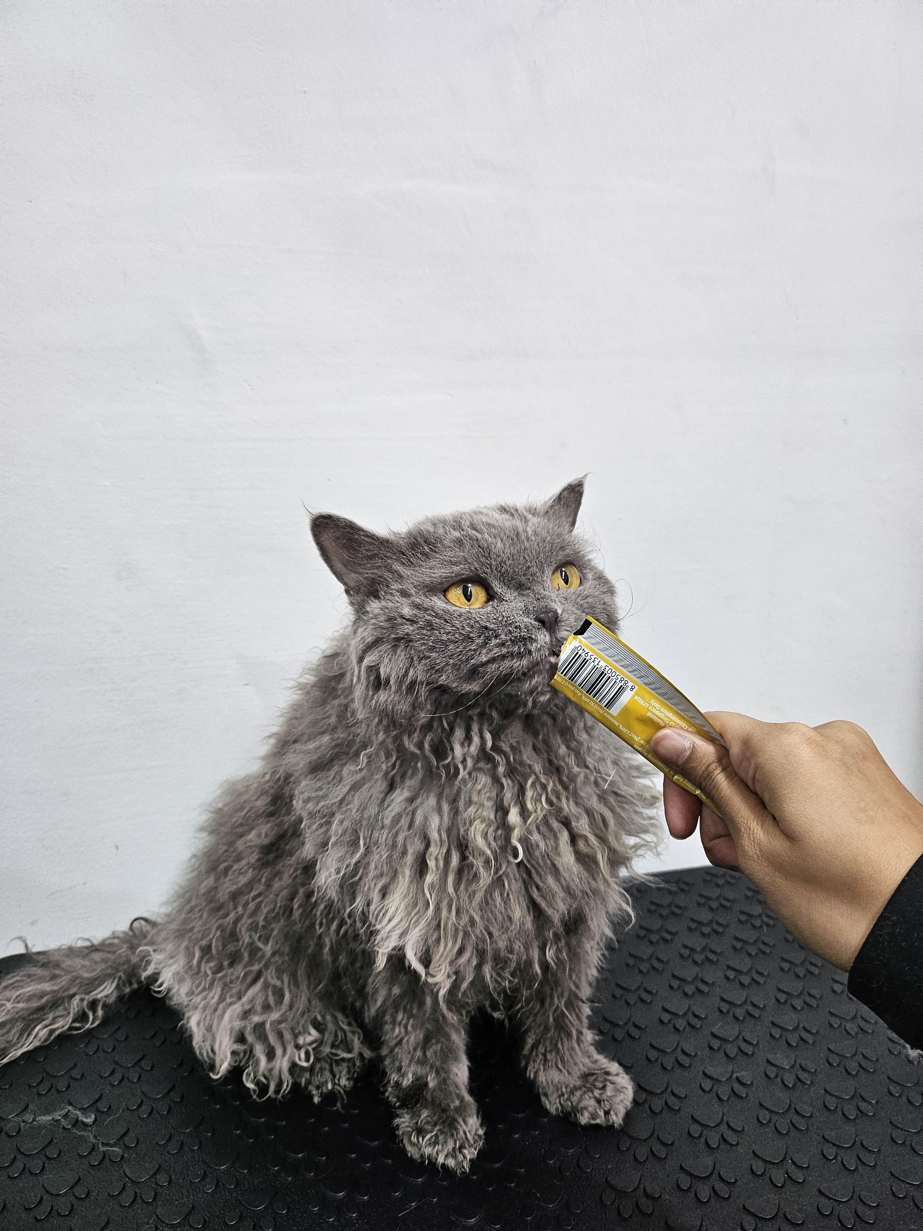 Curly Selkirk Rex after grooming session