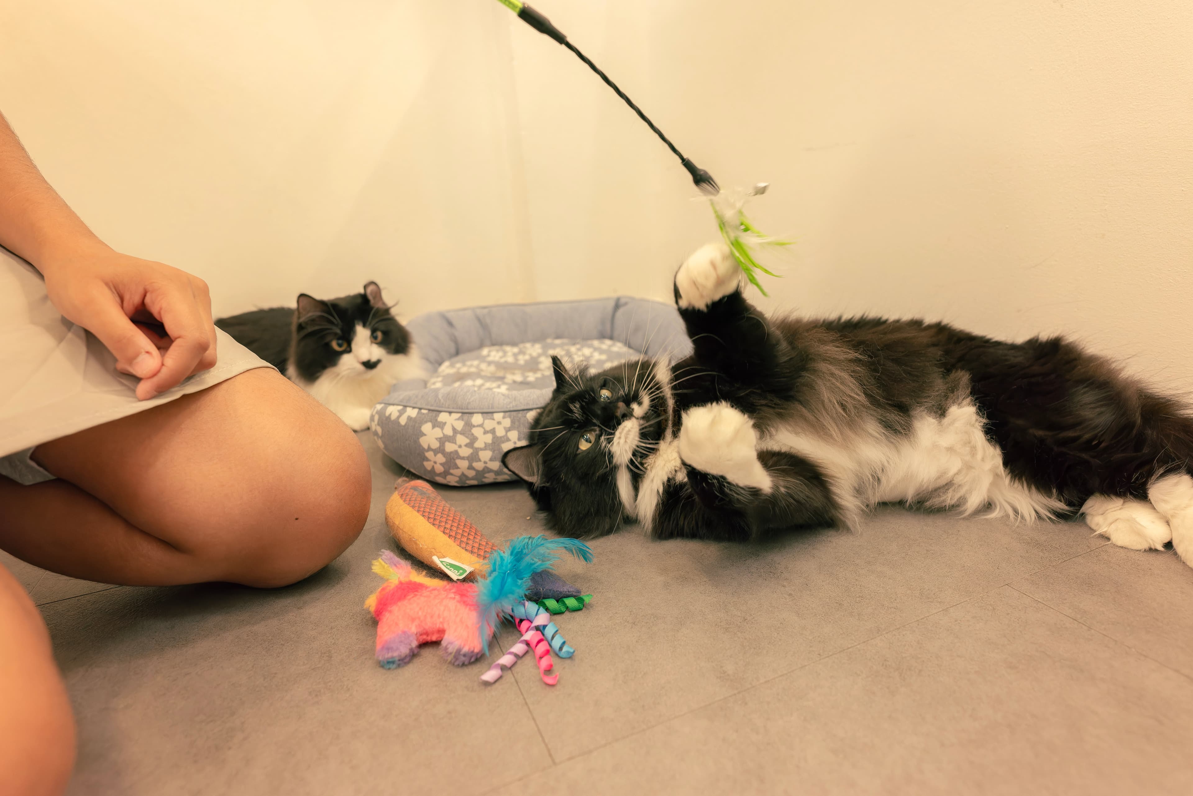 Professional cat sitter playing with a cat