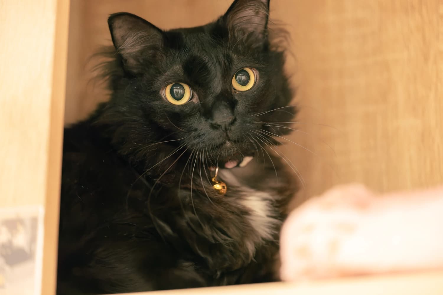 Do Cats Miss You Or Feel Abandoned When You're Away?