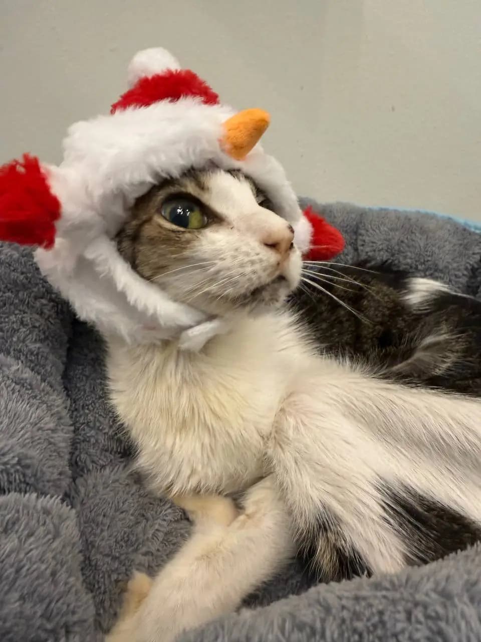 Feifei(Cat)