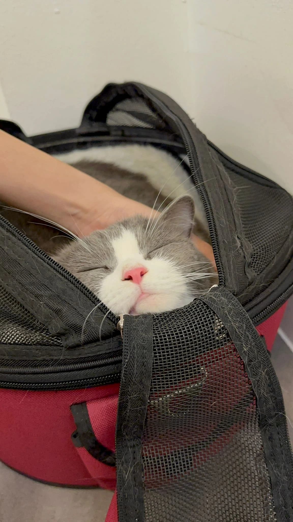 Going On Holiday? Here Are Cat Care Options To Consider