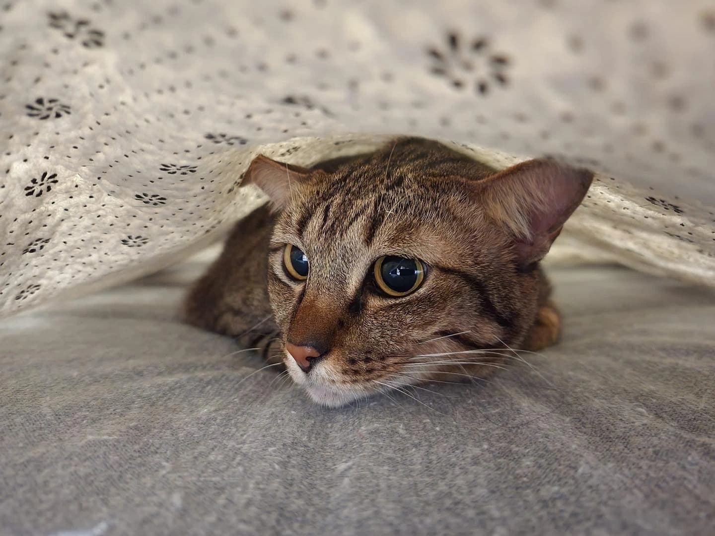 How To Read & Understand Your Cat’s Emotions When You Get Home