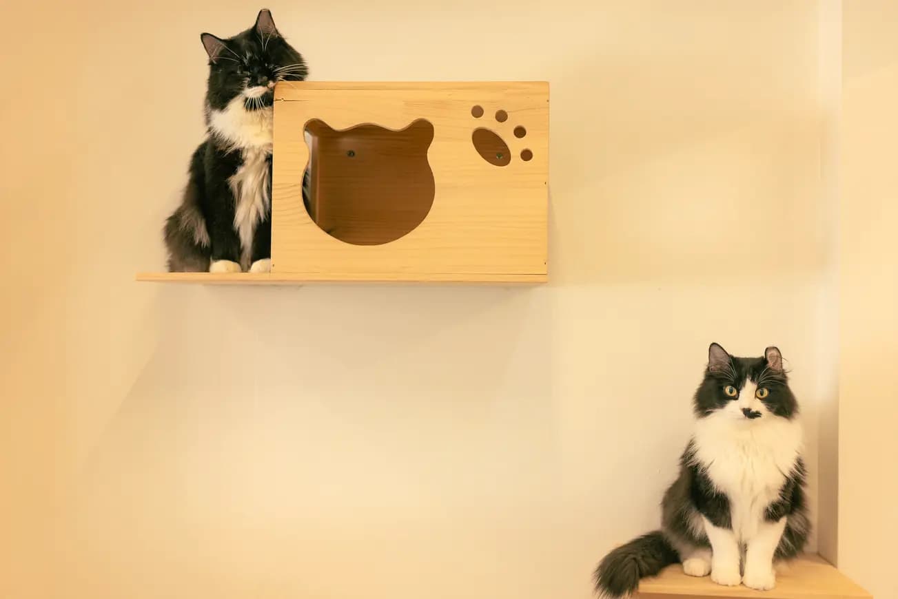 Inside a Cat Hotel: Your Cat's Daily Boarding Life