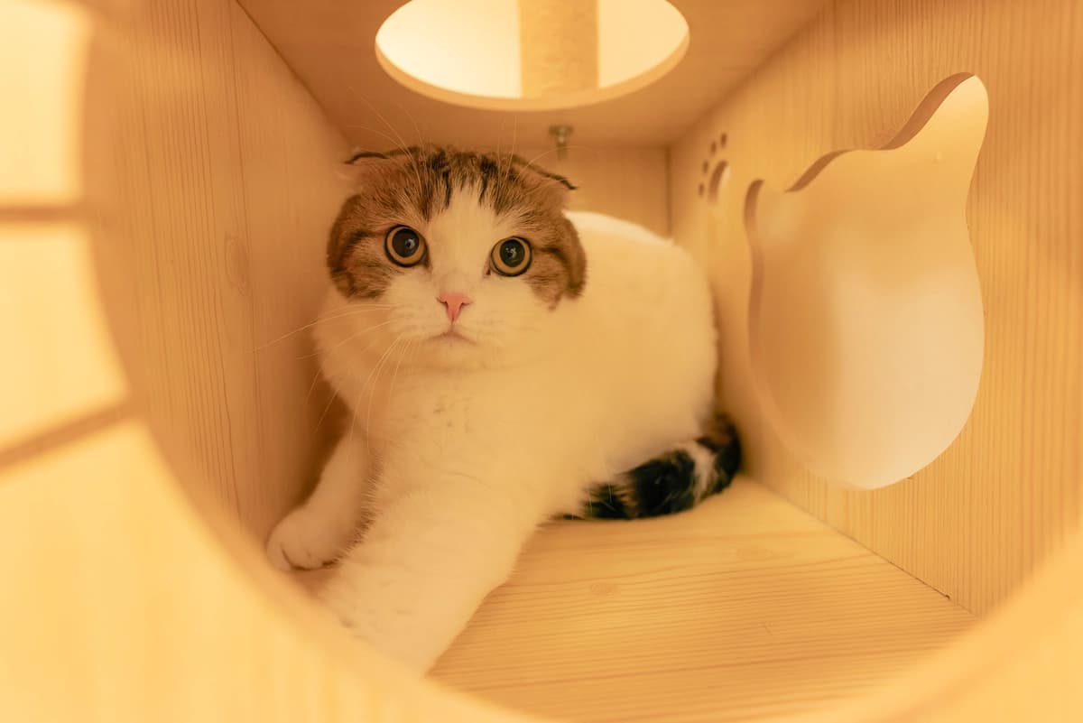 Is Your Cat Unwell? Here Are Warning Signs To Look For