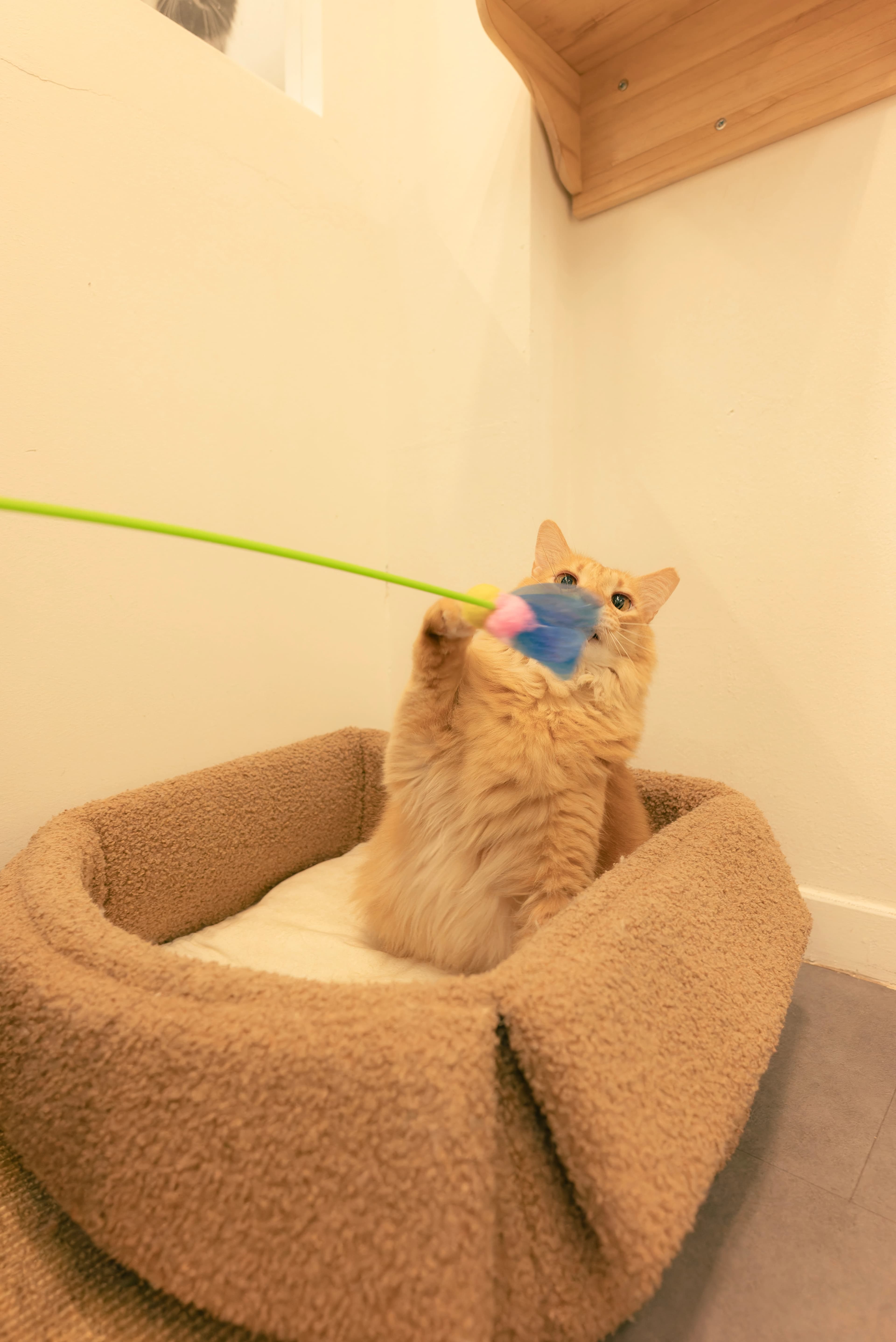Dedicated playtime