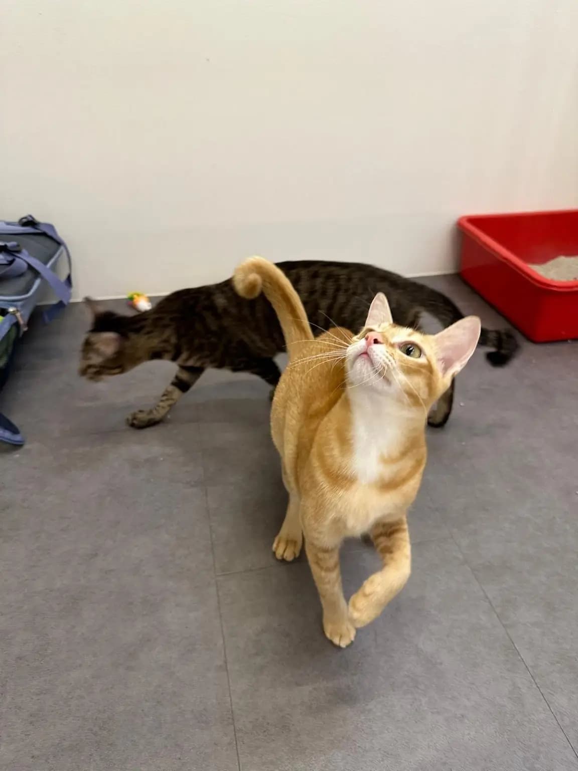Cat boarding facility