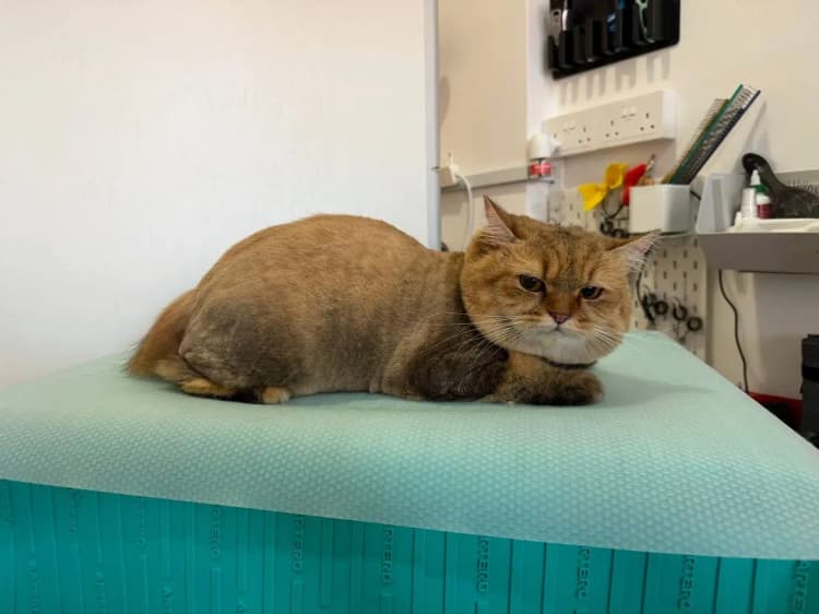 Freshly groomed cat on the grooming table at Cats Garage