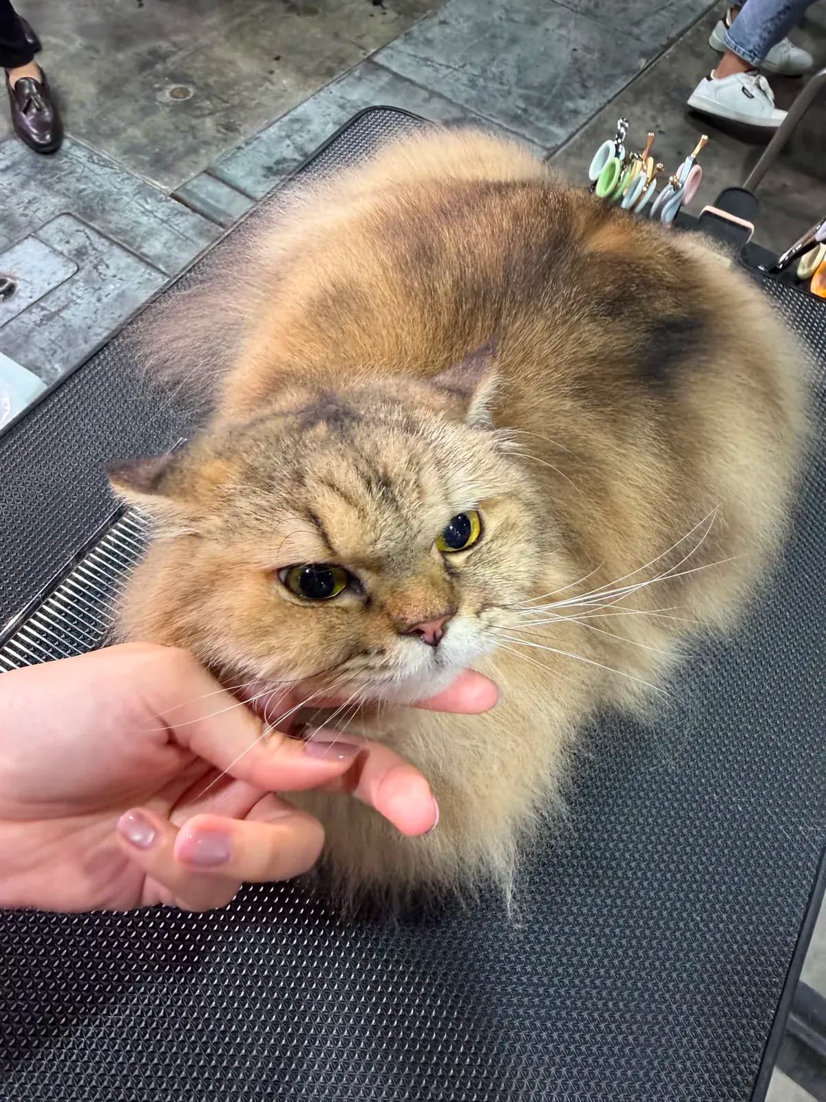 Show grooming