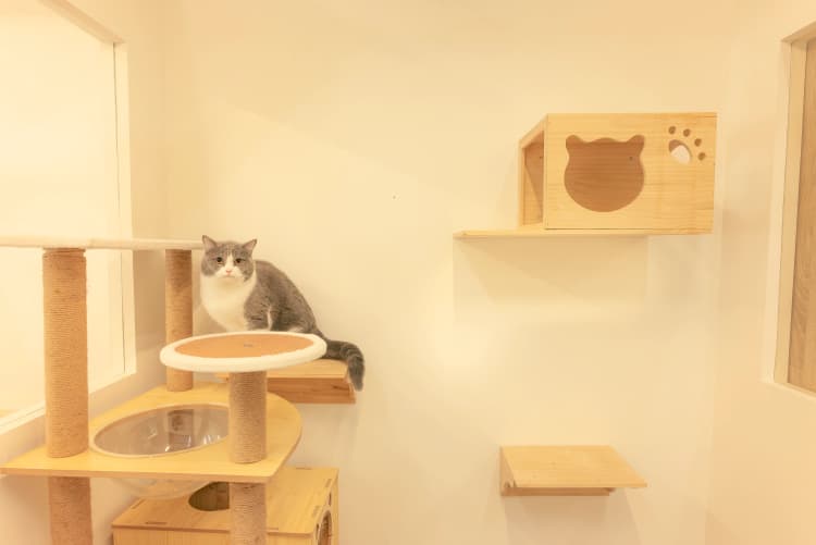 Cat relaxing on a wall shelf in a suite at Cat Paradise Hotel