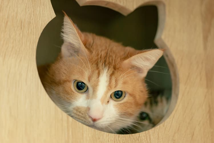 Cat peeking through a cat-shaped cubby hole